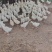 河北沧州青县活鹅，大量有货，大量现货