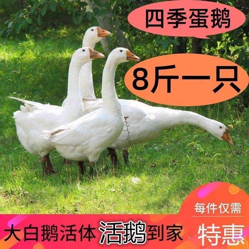 河北沧州青县活鹅，大量有货，大量现货