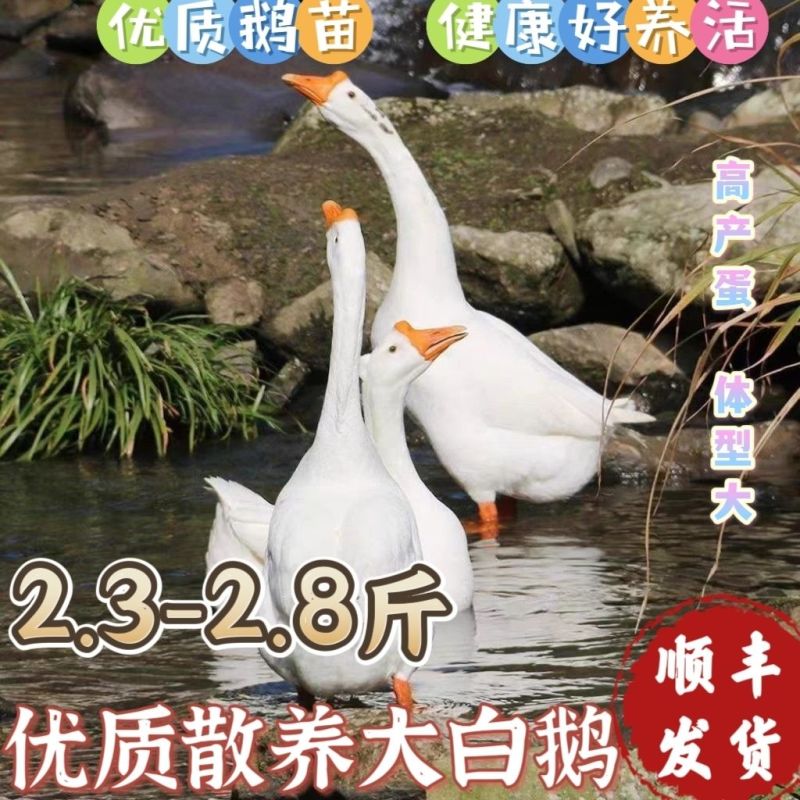 河北沧州青县活鹅，大量有货，大量现货