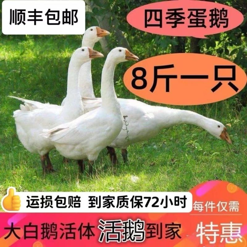 河北沧州青县活鹅，大量有货，大量现货