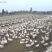 河北沧州青县肉鹅养殖活体鹅大量有货欢迎选购。