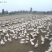 河北沧州青县肉鹅养殖活体鹅大量有货欢迎选购。