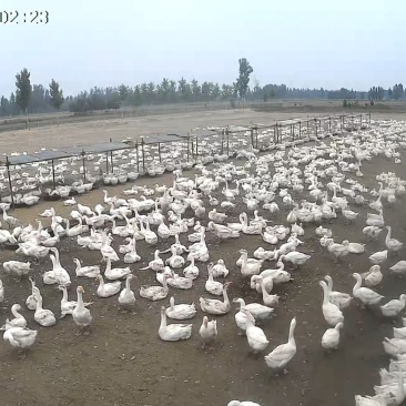 河北沧州青县肉鹅养殖活体鹅大量有货欢迎选购。