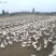 河北沧州青县肉鹅养殖活体鹅大量有货欢迎选购。