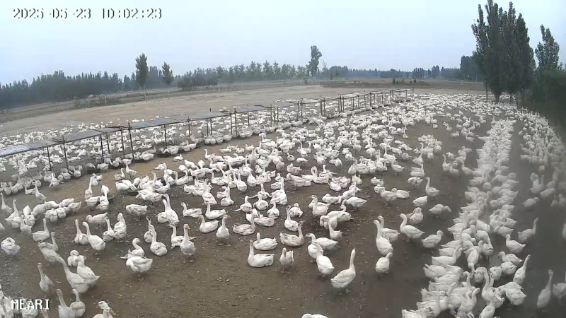 河北沧州青县肉鹅养殖活体鹅大量有货欢迎选购。