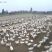 河北沧州青县肉鹅养殖活体鹅大量有货欢迎选购。