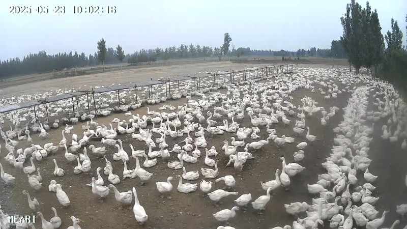 河北沧州青县肉鹅养殖活体鹅大量有货欢迎选购。