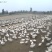 河北沧州青县肉鹅养殖活体鹅大量有货欢迎选购。