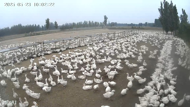 河北沧州青县肉鹅养殖活体鹅大量有货欢迎选购。