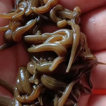 水蛭苗(蚂蟥)开口苗，送药品，到货包99%成活率！