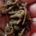 水蛭苗(蚂蟥)开口苗，送药品，到货包99%成活率！