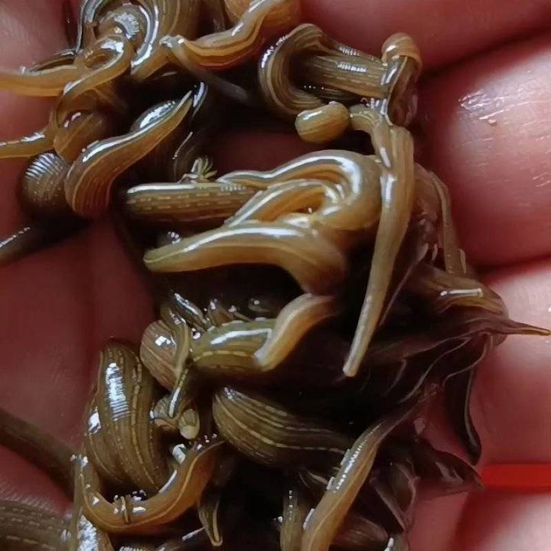 水蛭苗(蚂蟥)开口苗，送药品，到货包99%成活率！