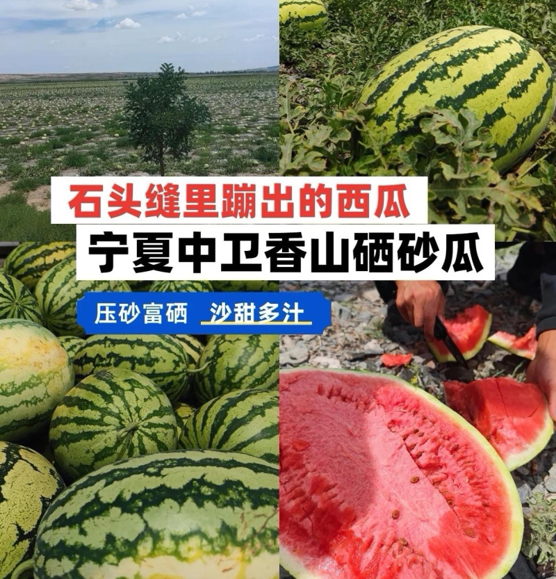 双红金城&宁夏硒砂瓜/产地直供/包熟包甜/大吨位供应中