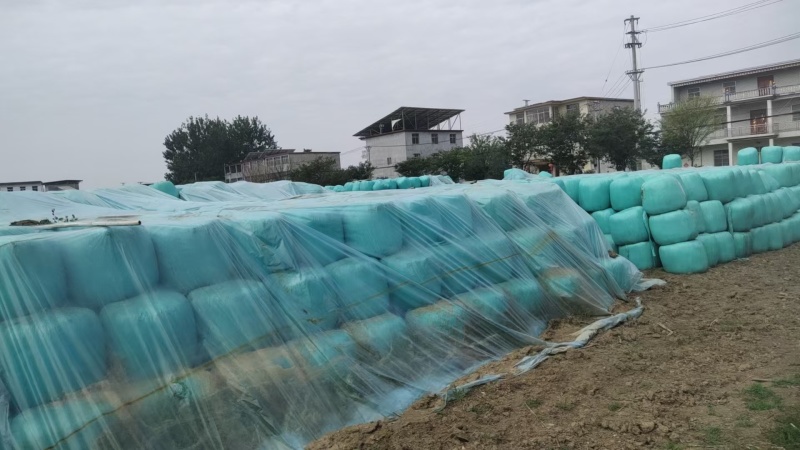 安徽青储黄储玉米秸秆，牛羊饲料，服务周到，欢迎电话联系