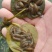 水蛭苗(蚂蟥)开口苗，送药品，到货包99%成活率！