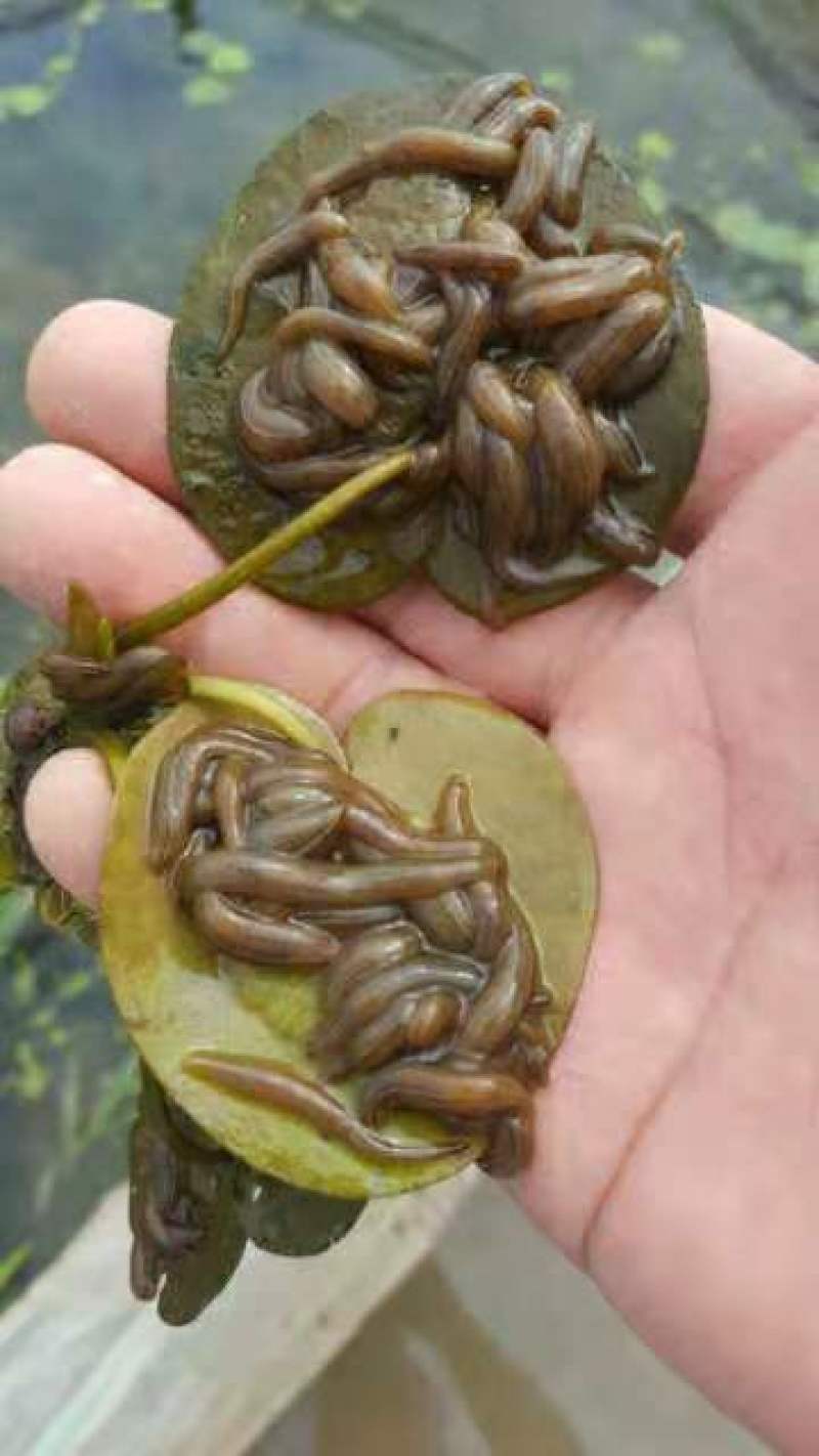 水蛭苗(蚂蟥)开口苗，送药品，到货包99%成活率！