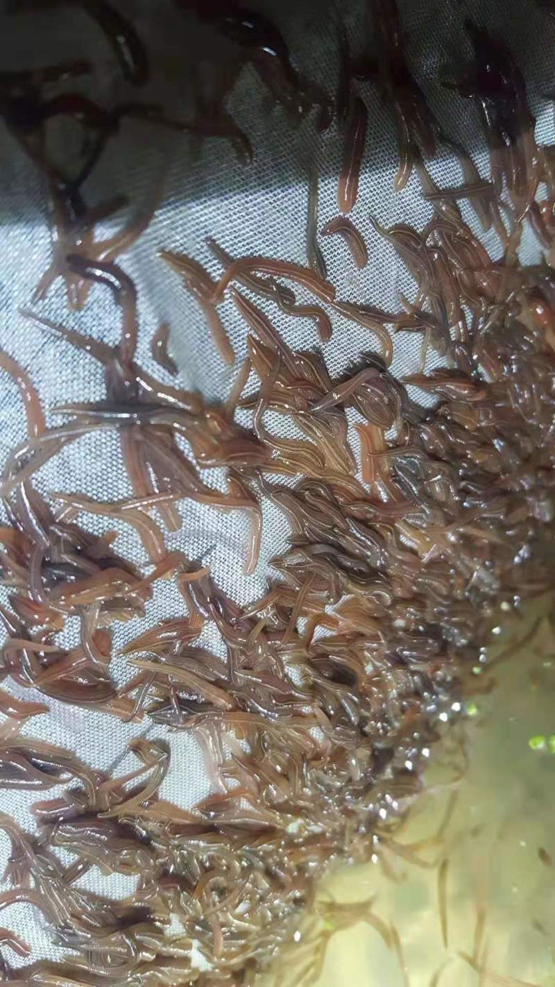 水蛭苗(蚂蟥)开口苗，送药品，到货包99%成活率！
