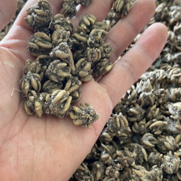 猫爪草供应，产源地