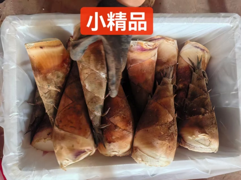 云南普洱甜笋
