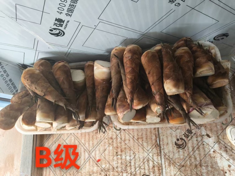 云南普洱甜笋