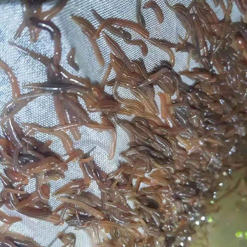 宽体金线蛭水蛭苗开口苗满月苗包回收包技术！到货包99%成活