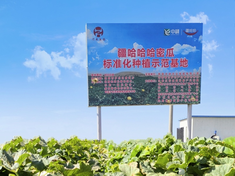 哈密精品哈密瓜【地标、绿色、有机三重品质认证】