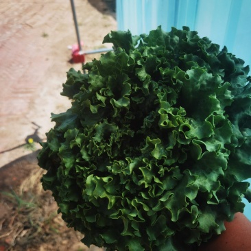 陕西延安种植鸡窝菜花叶生菜150亩