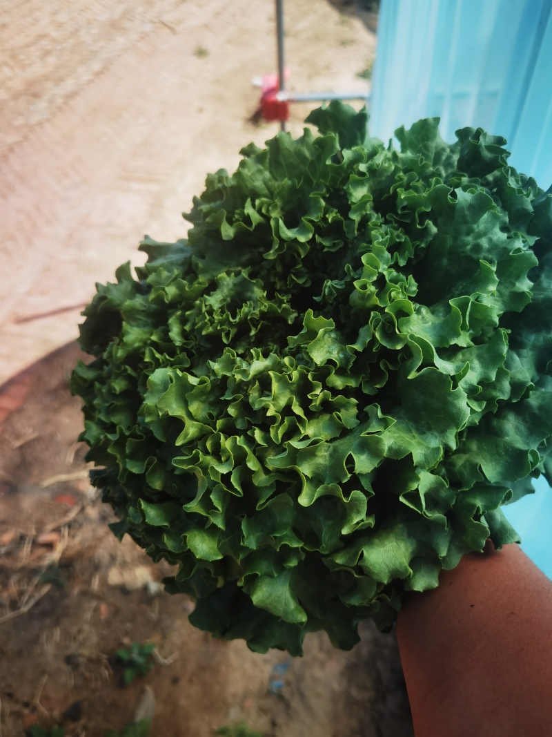 陕西延安种植鸡窝菜花叶生菜150亩
