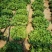 陕西延安种植鸡窝菜花叶生菜150亩