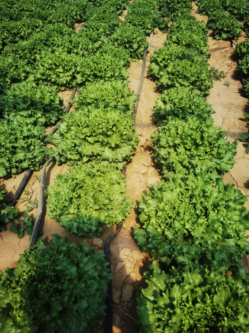 陕西延安种植鸡窝菜花叶生菜150亩