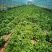 陕西延安种植鸡窝菜花叶生菜150亩