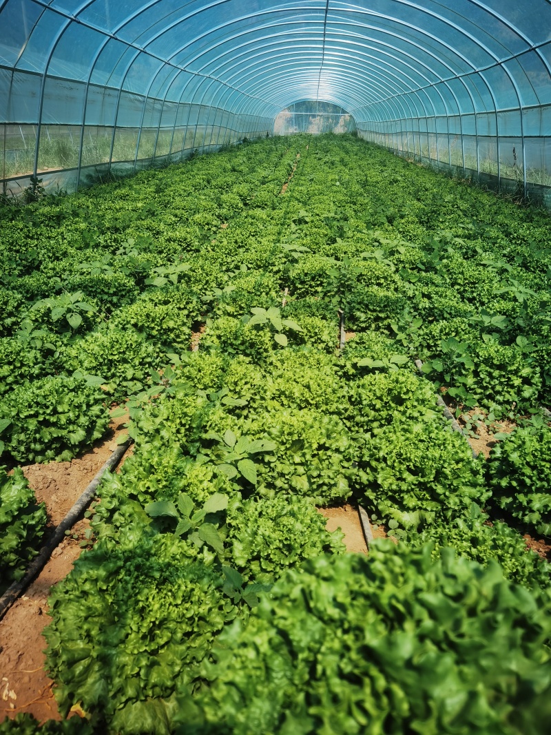陕西延安种植鸡窝菜花叶生菜150亩
