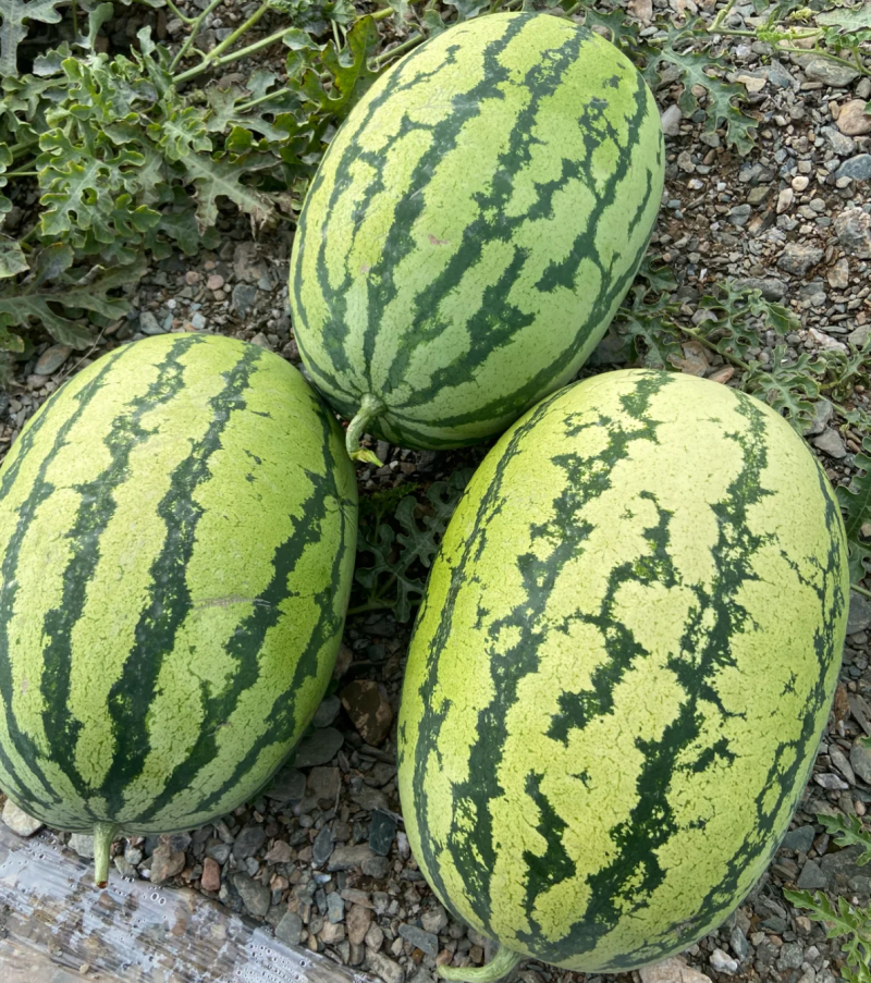 双红金城&宁夏硒砂瓜/产地直供/包熟包甜/大吨位供应中