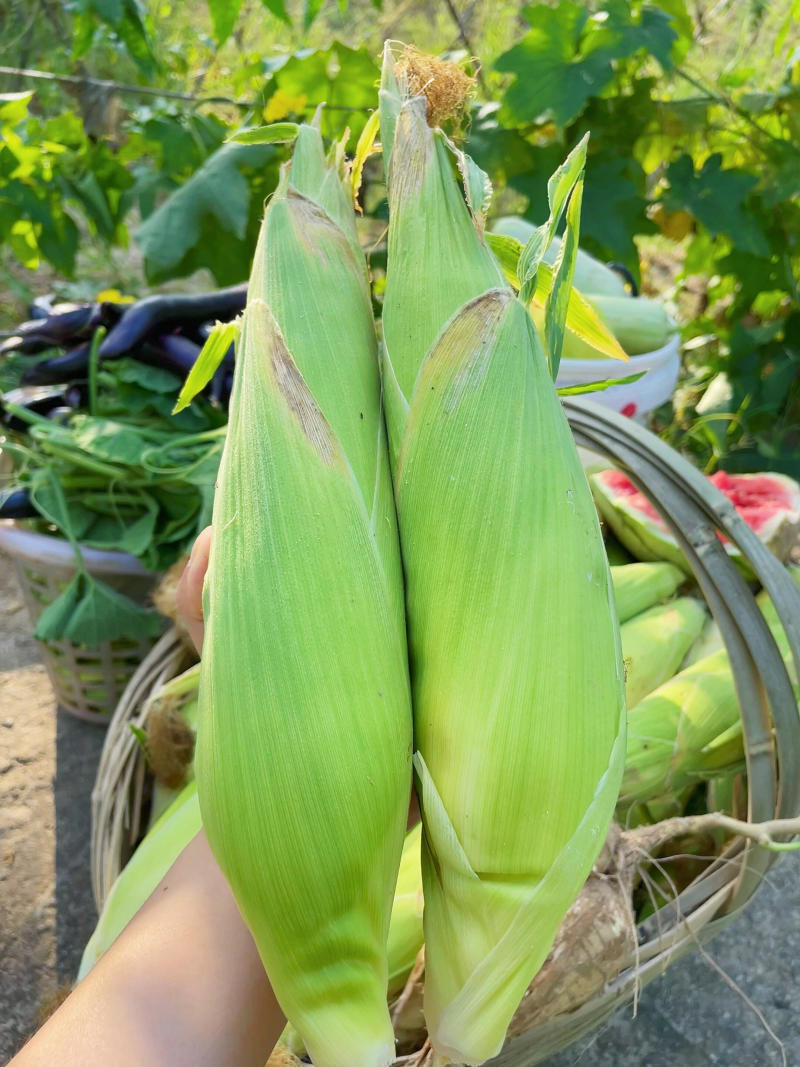 糯玉米非转基因
