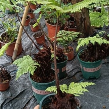 红鳞蕨：种植基地自产自销，大小各种规格都有