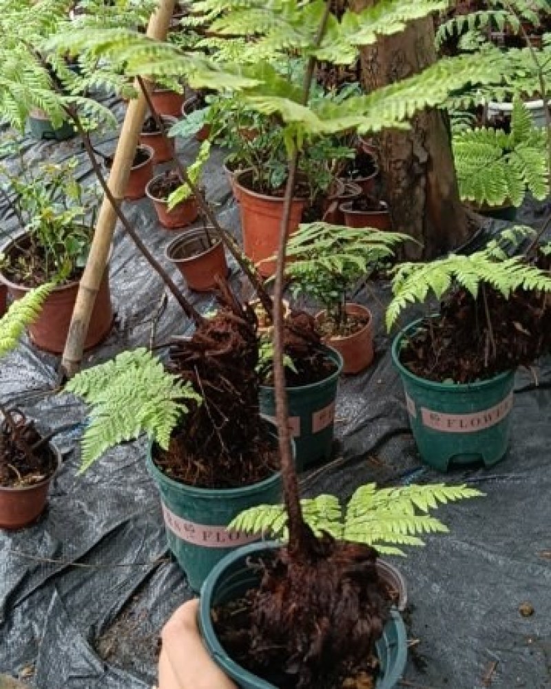 红鳞蕨：种植基地自产自销，大小各种规格都有