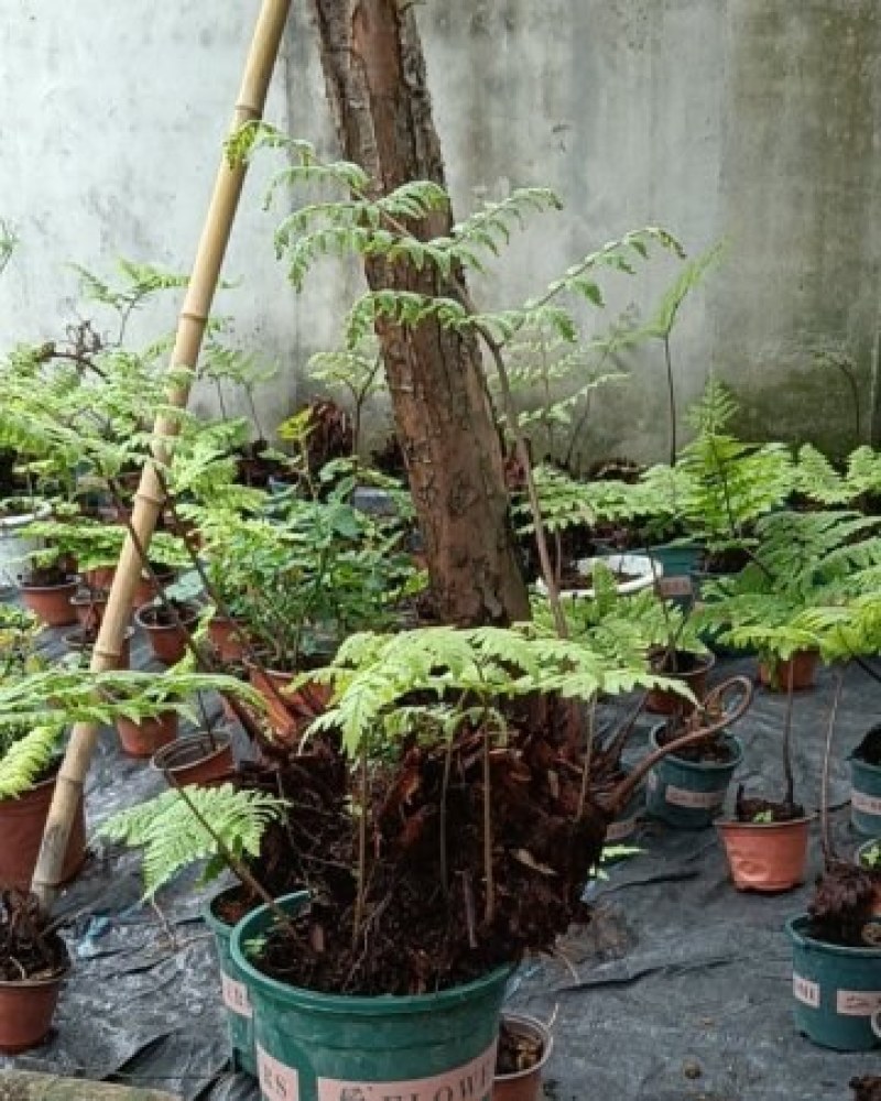 红鳞蕨：种植基地自产自销，大小各种规格都有