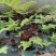 红鳞蕨：种植基地自产自销，大小各种规格都有