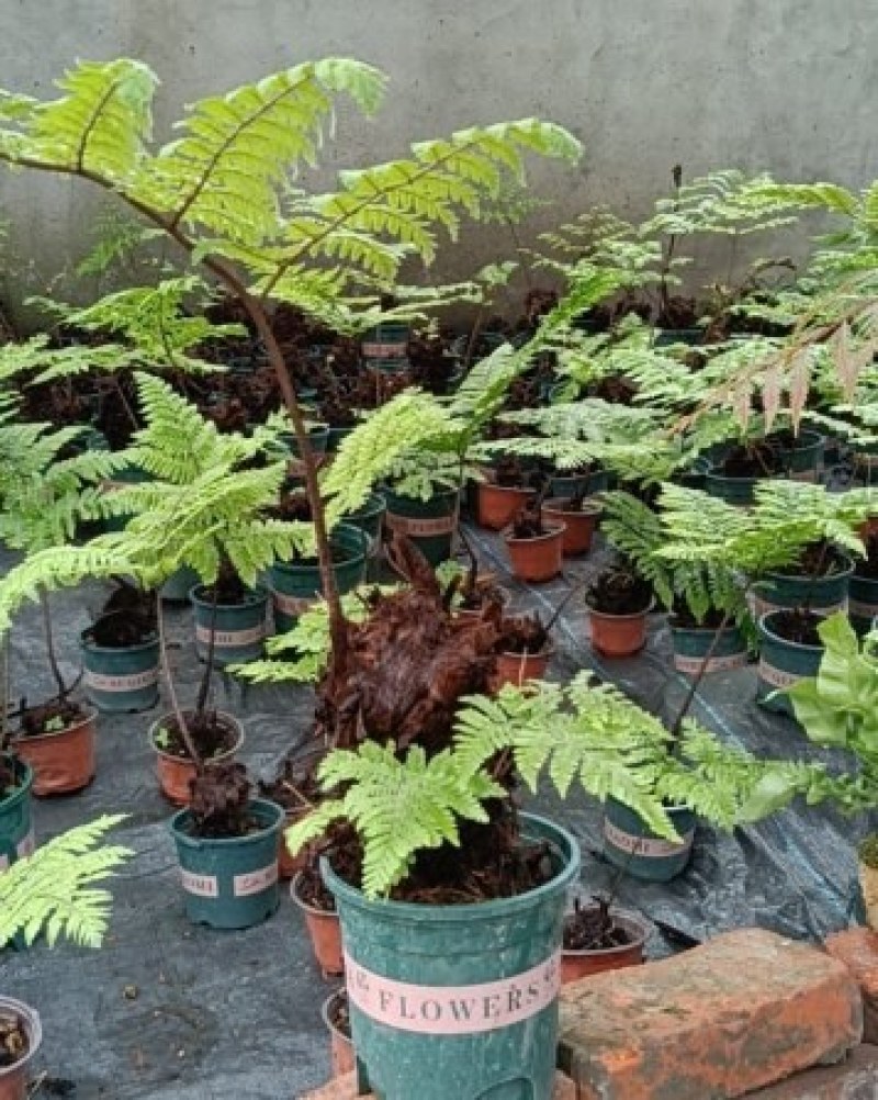 红鳞蕨：种植基地自产自销，大小各种规格都有