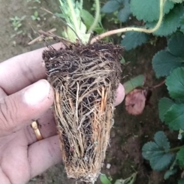 香野穴盘苗