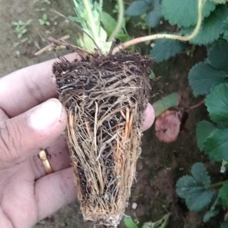 香野穴盘苗