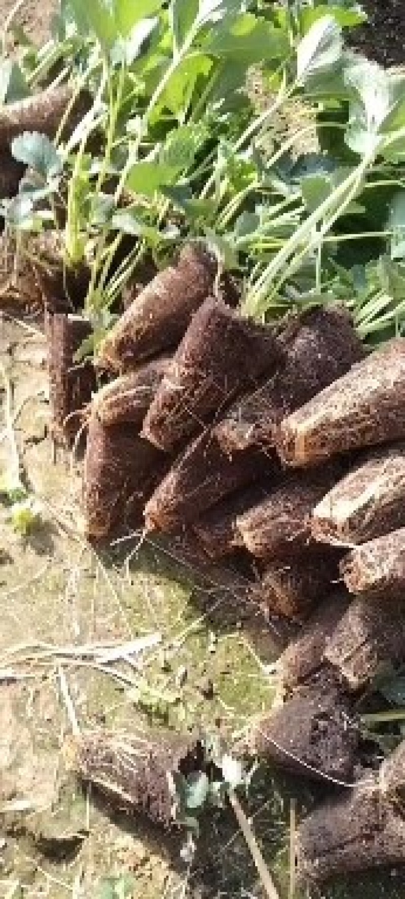 香野穴盘苗