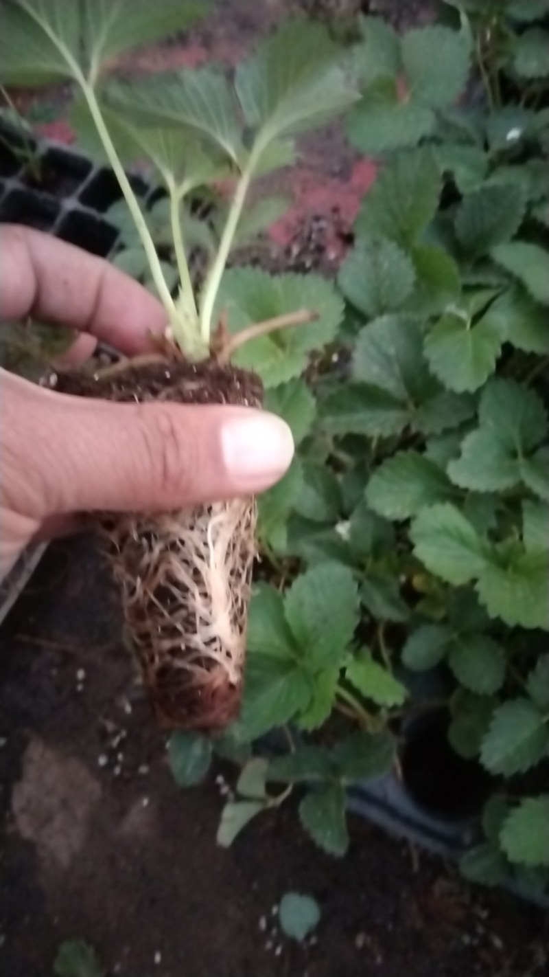 香野穴盘苗