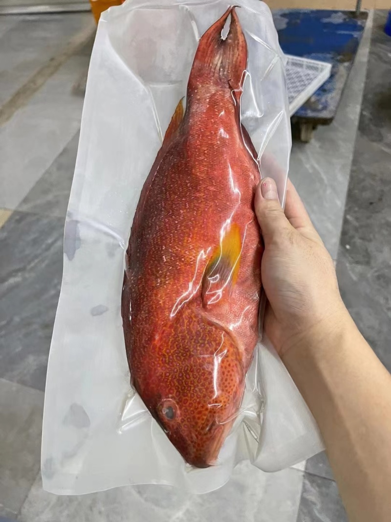 燕星斑货量充足规格齐全真空包装