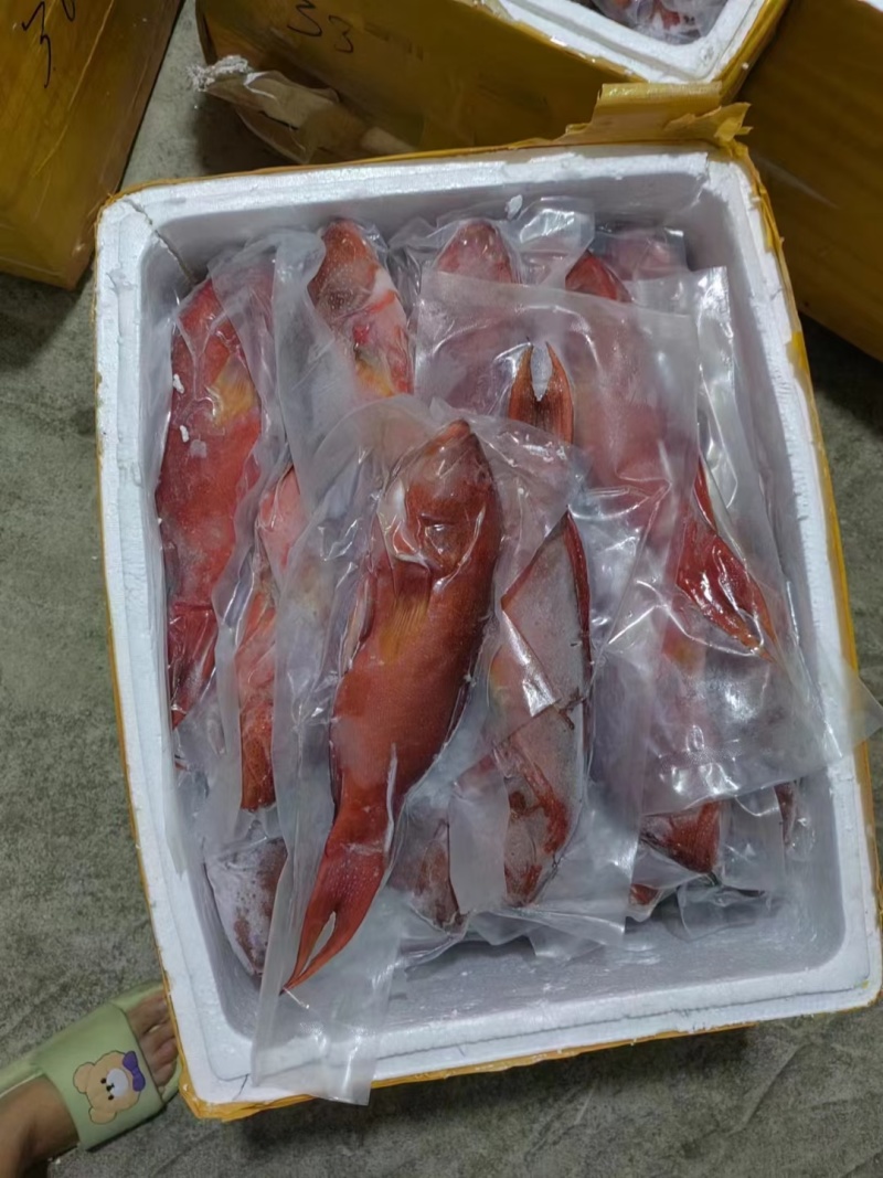 燕星斑货量充足规格齐全真空包装