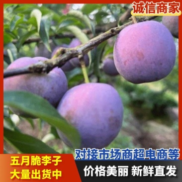 四川眉山五月脆李子脱骨李大量对接电商一件代发
