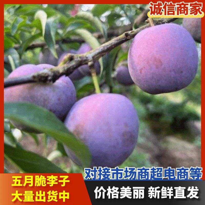 四川眉山五月脆李子脱骨李大量对接电商一件代发