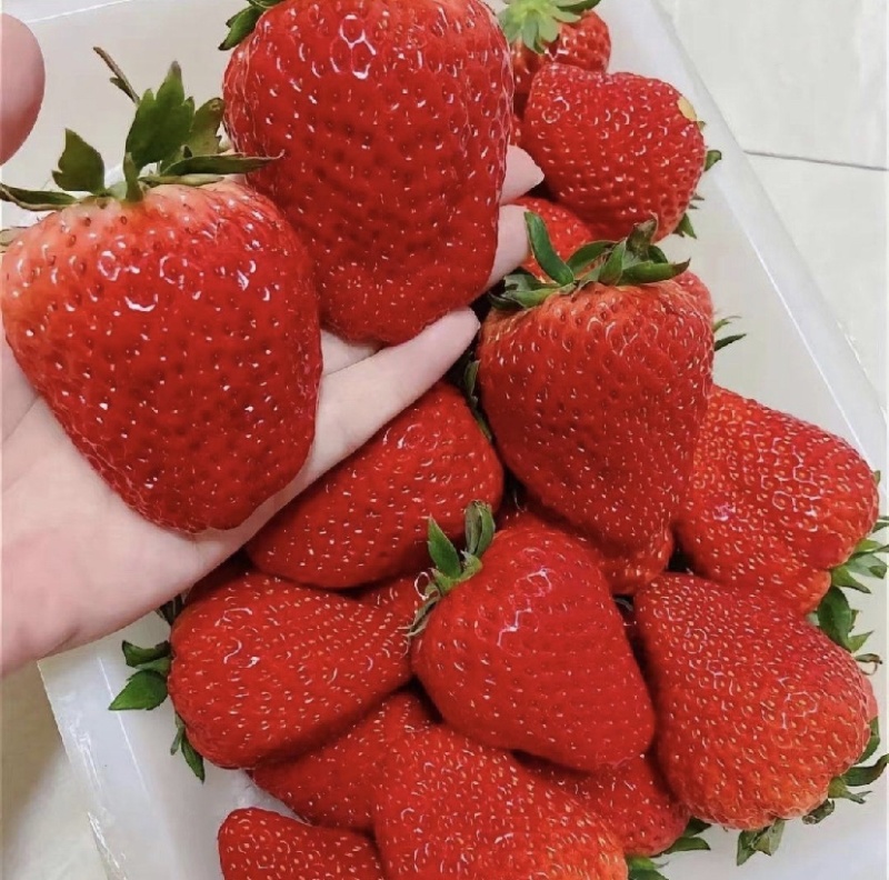 草莓宁玉草莓上市了产地直销价格实惠欢迎选购