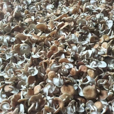 小香菌也叫马桑菌，野生驯化的方式种植，口味鲜美。保证质量