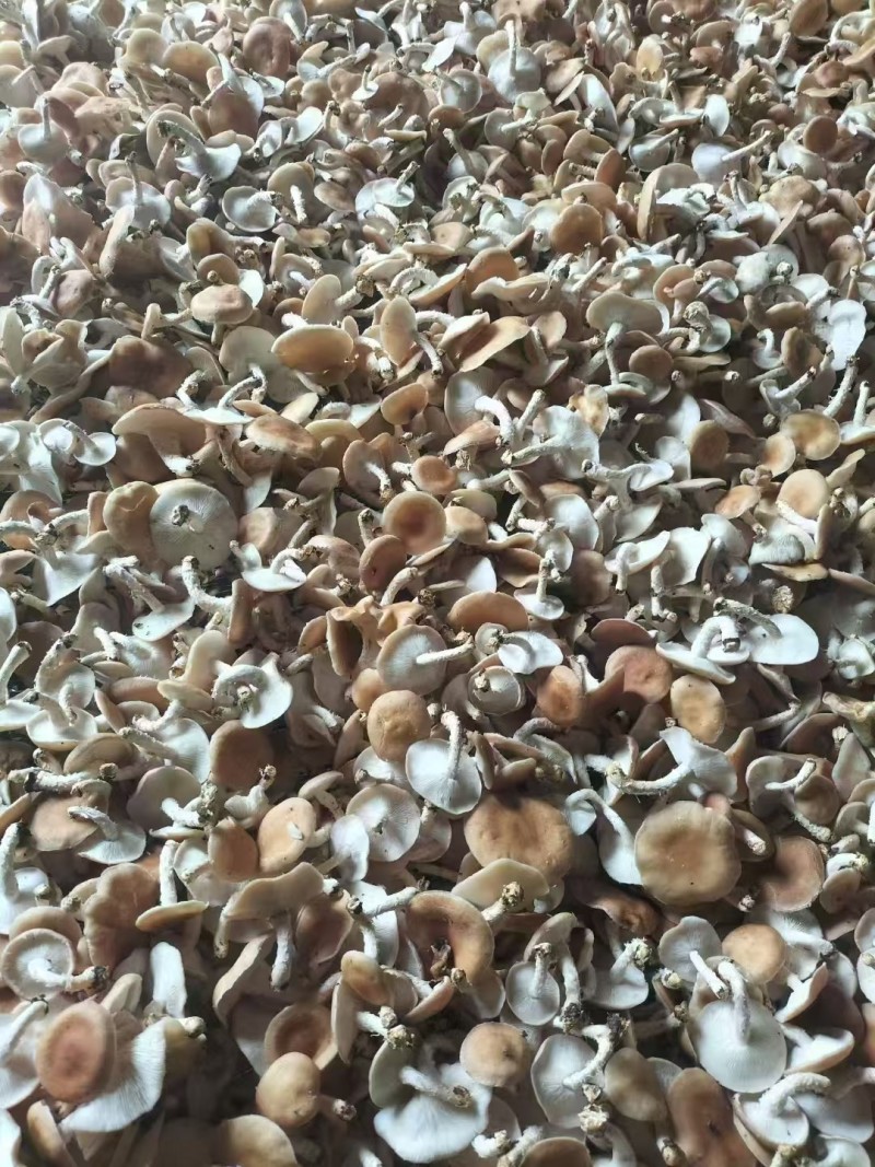 小香菌也叫马桑菌，野生驯化的方式种植，口味鲜美。保证质量